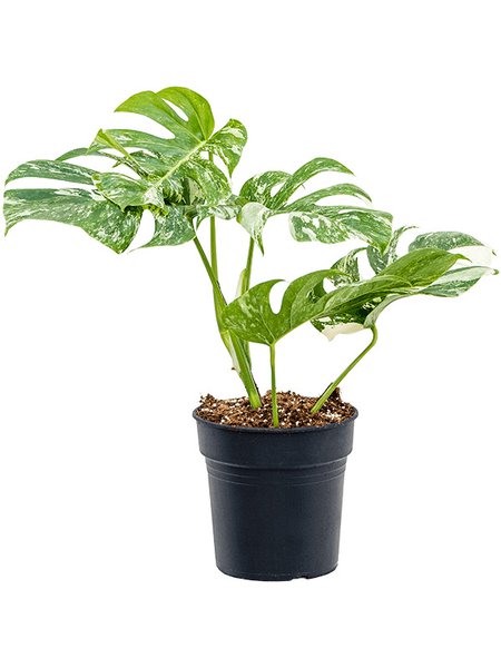 Monstera deliciosa 'Variegatum', im 19cm Topf, H�he 55cm, Breite 30cm