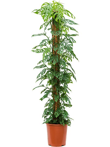 Monstera obliqua, Moosstab 150, im 27cm Topf, H�he 150cm, Breite 40cm