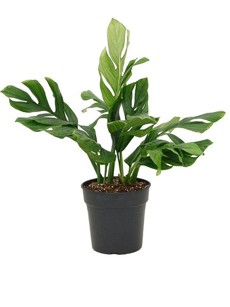 Monstera pinnatipartita, Busch, im 24cm Topf, H�he 50cm, Breite 40cm