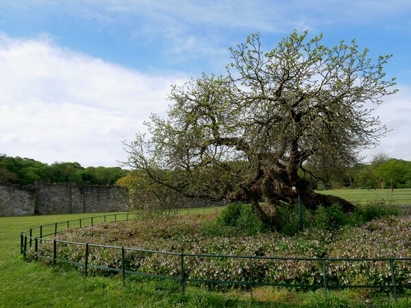 Histoire culturelle du m&ucirc;rier, m&ucirc;rier noir, m&ucirc;rier, Morus nigra, abbaye de Lesnes