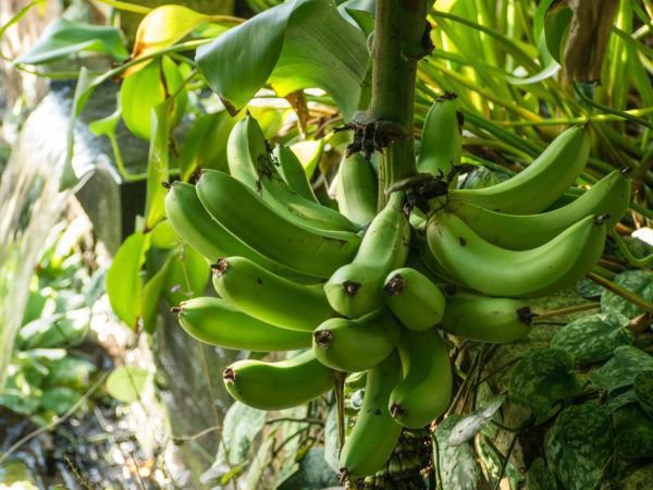 Entretien des bananiers