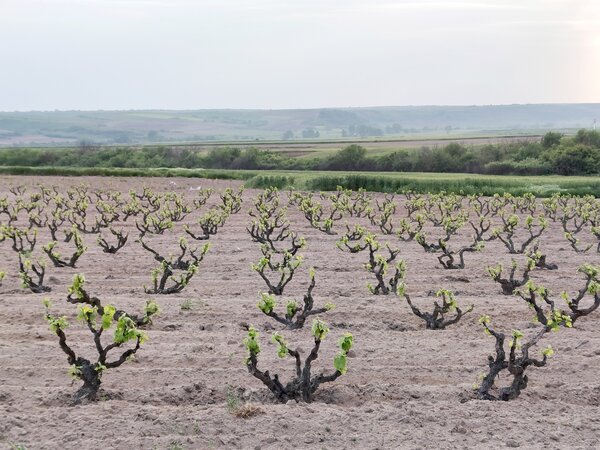 Cultiver la vigne, culture en buisson, par Yavuz Sa&ccedil; - Yavuz Sa&ccedil;, CC BY-SA 4.0, https://commons.wikimedia.org/w/index.php?curid=134551741