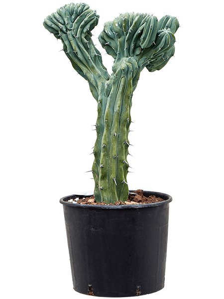 Myrtillocactus geometrizans 'Cristata', Verzweigt, im 32cm Topf, H�he 80cm, Breite 40cm