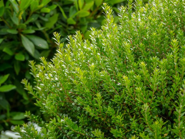 <i>Myrtus communis</i> Myrte