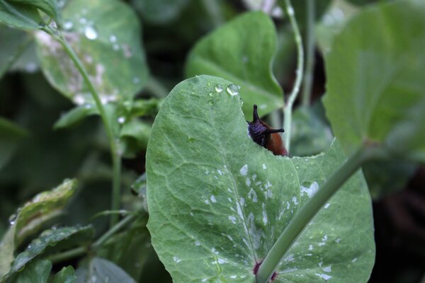 Limaces au jardin, lubera