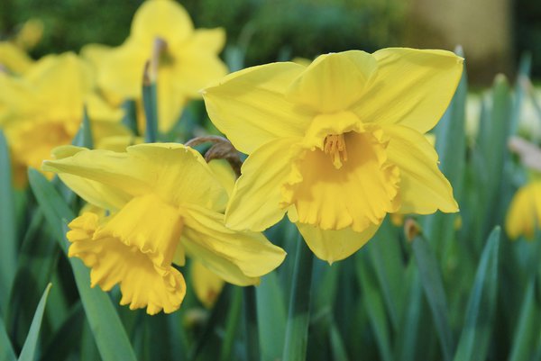 Narcisse 'Carlton'