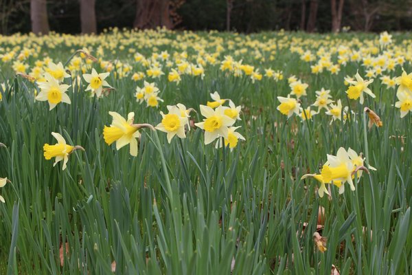 Prairie de narcisses avec Narcissus pseudonarcissus ssp. lobularis, planter des narcisses, bulbes &agrave; fleurs, floraison pr&eacute;coce