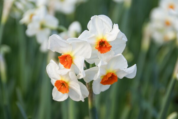 Narcisse Tazetta 'Cragford'