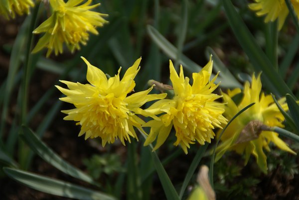 Planter des narcisses