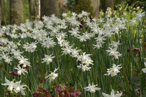 Planter des narcisses