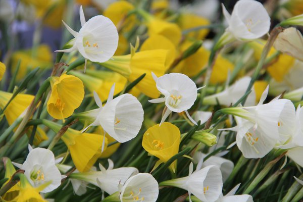 Planter des narcisses