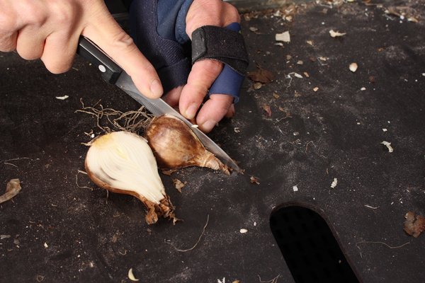 Planter et multiplier les narcisses, couper les bulbes de narcisses, Narcissus