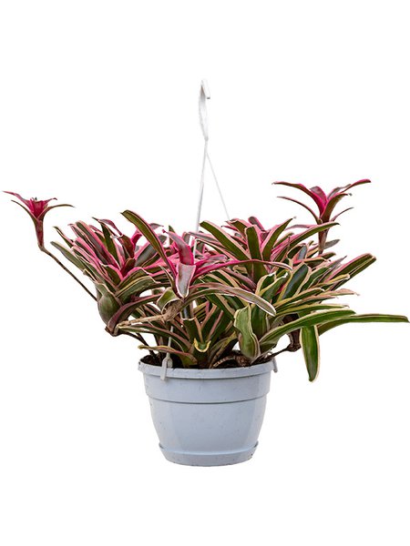 Neoregelia 'Fireball Donger', Ampel, im 21cm Topf, H�he 50cm, Breite 50cm