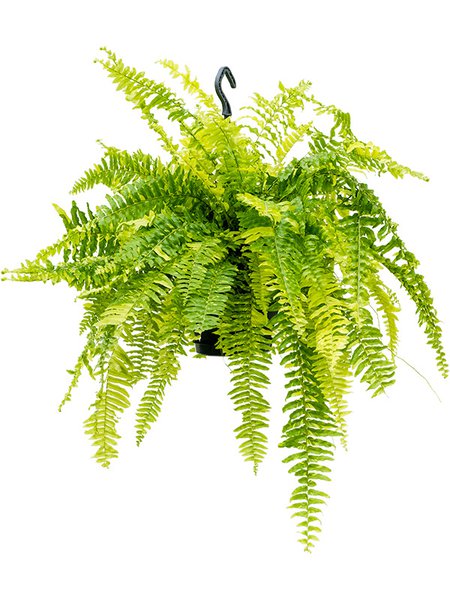 Nephrolepis exaltata 'Tiger Fern', Ampel, im 20cm Topf, H�he 50cm, Breite 60cm