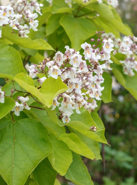 Catalpa bignonioides 'Aurea' - Hochstamm