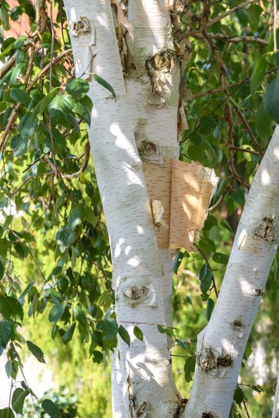 Betula utilis 'Doorenbos' - Hochstamm