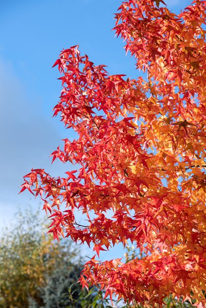 Liquidambar styraciflua 'Worplesdon' - Hochstamm