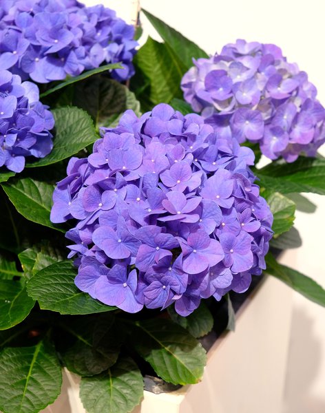Hortensie, Ballhortensie 'Jip Blue'� blau