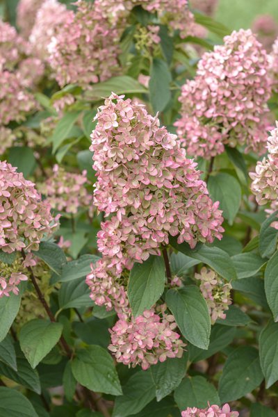 Hortensie, Rispenhortensie 'Magical Candle�'