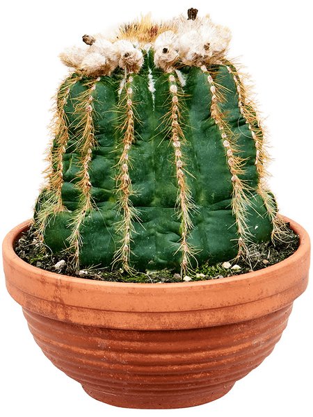 Notocactus warasii, Kugel, im 17cm Topf, H�he 20cm, Breite 20cm