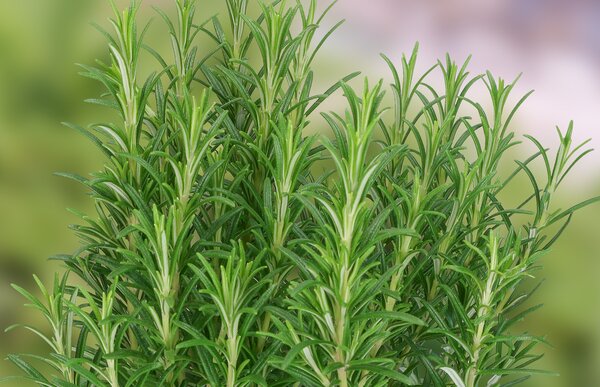 Rosmarinus officinalis Abraxas, romarin, pot de 1,3 L