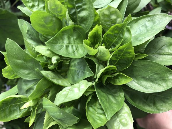 Basilic Copa Green, Ocimum basilicum