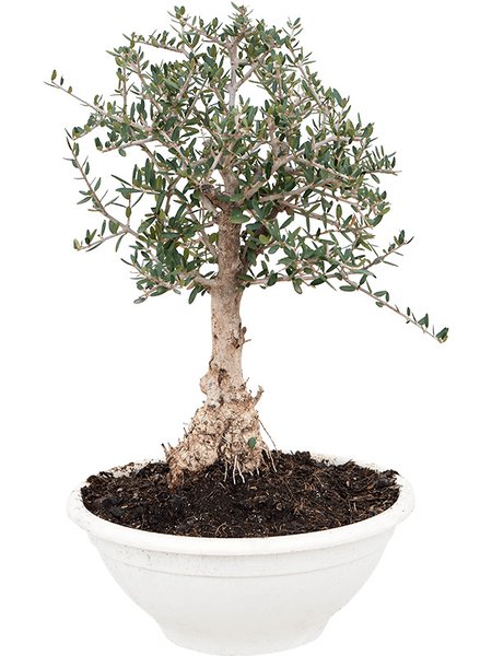 Olea europaea 'Sylvestris', Bonsai 30-60, im 28cm Topf, H�he 45cm, Breite 30cm