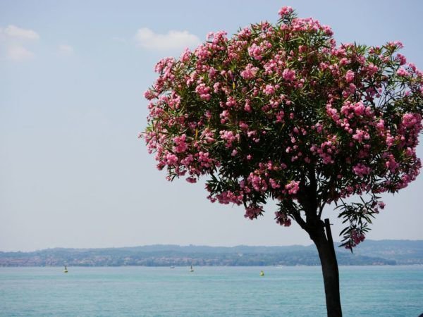 Photo&nbsp;: laurier-rose en fleur au bord du lac de Garde