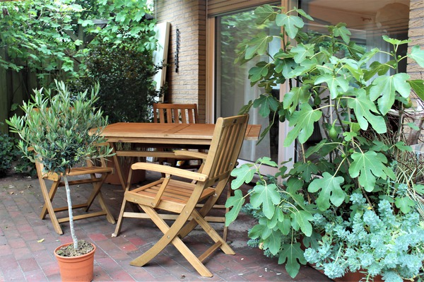 Jeune olivier - plante en bac sur la terrasse