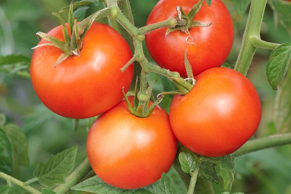 Tomate, Open Sky, Tombonne