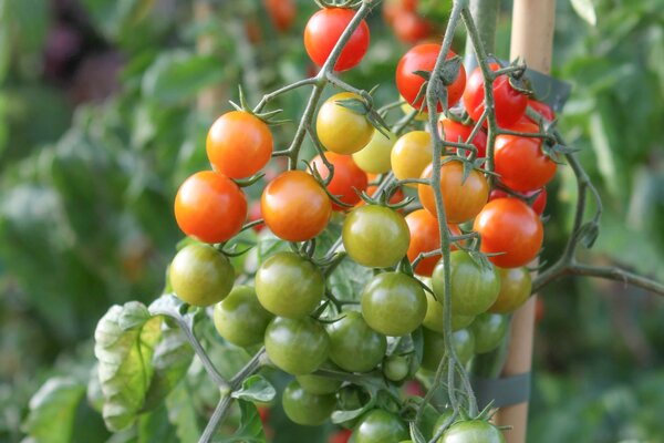 Tomate, Open Sky, Sugar Red (ronde)