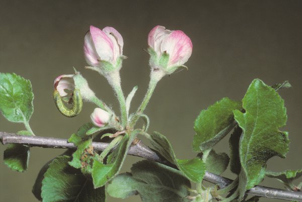 <i>Operophtera brumata</i>, ravageurs du pommier, cheimatobie