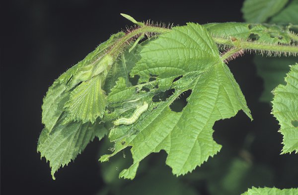 <i>Operophtera brumata</i>, ravageurs du pommier, cheimatobie