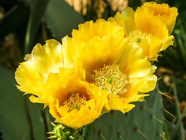 Opuntia ficus indica figuier de Barbarie