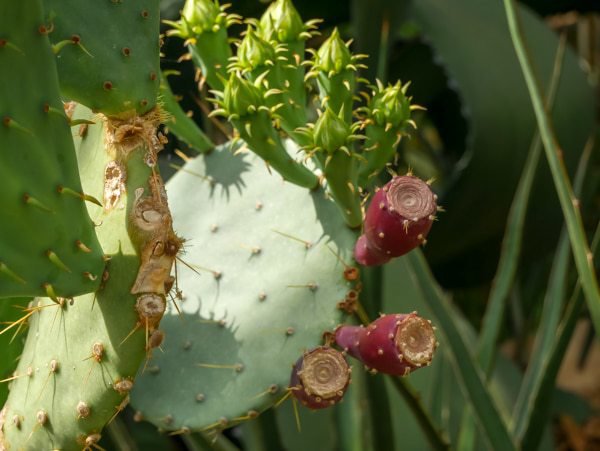 Opuntia ficus indica