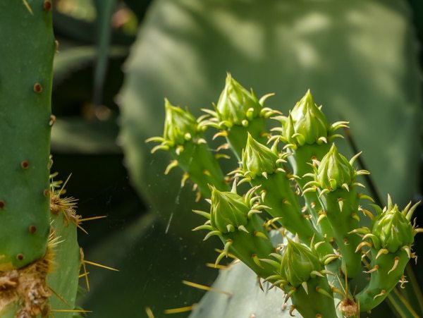 Opuntia ficus indica