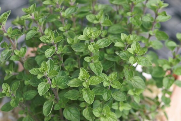 Origanum vulgare 'Margeritha', origan, pot de 1,3 L