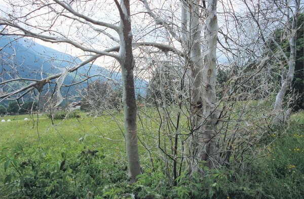 Cerisiers &agrave; grappes, hyponomeutes, Yponomeuta evonymella, cerisiers &agrave; grappes compl&egrave;tement d&eacute;vor&eacute;s, Engadine