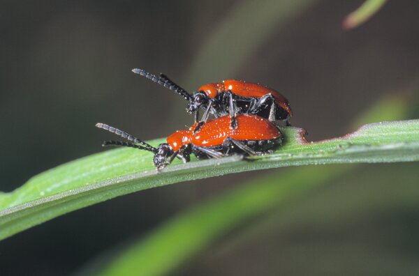 Crioc&egrave;re du lis, Lilioceris lilii, accouplement