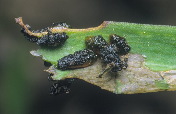 Larves de crioc&egrave;re du lis, Lilioceris lilii, sur une feuille de lis