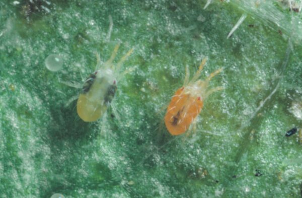 Acariens, Tetranychus urticae