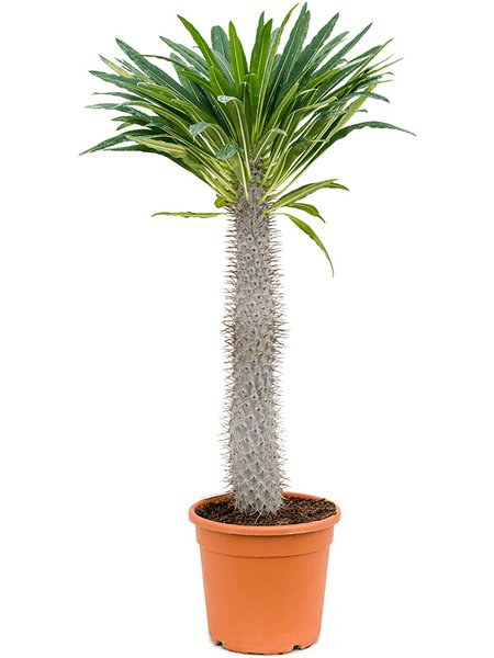 Pachypodium lamerei, Stamm, im 26cm Topf, H�he 130cm, Breite 40cm