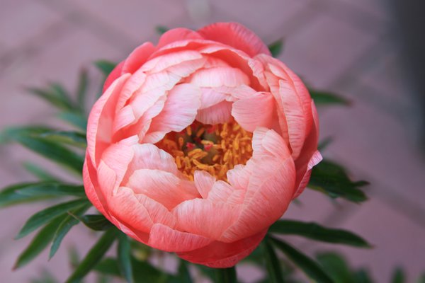 Tailler les pivoines