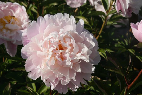 Tailler les pivoines