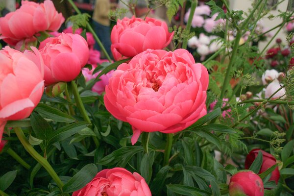 Paeonia, pivoines, pivoine Coral Sunset