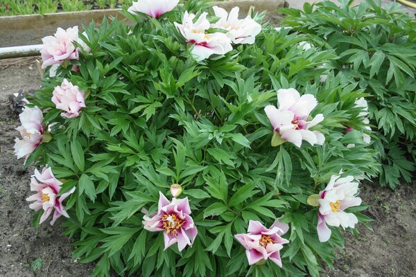 Pivoine en pot, Paeonia Itoh hybride 'Cora Louise'
