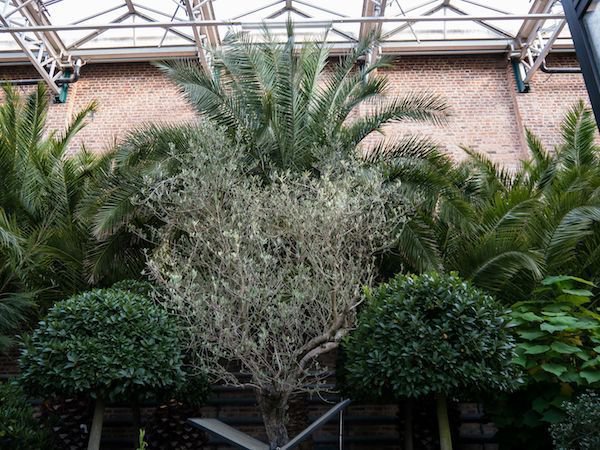 Olivier en hiver