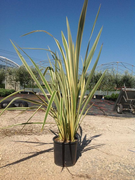 Panaschierter Neuseel�nder Flachs