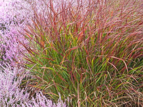 Panicum virgatum 'H&auml;nse Herms' (quer)