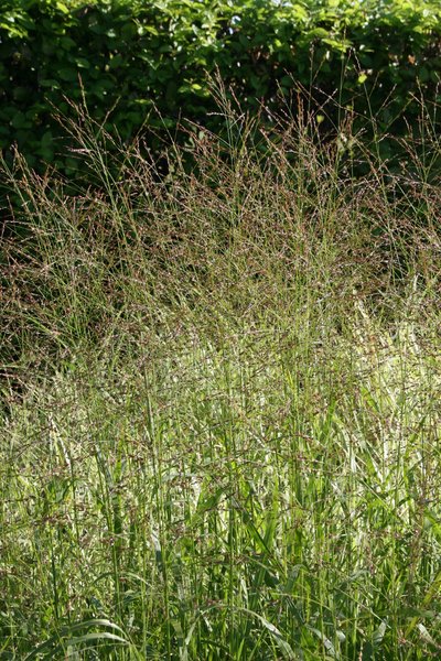 Panicum virgatum 'Strictum', Aufrechte Ruten-Hirse 'Strictum'
